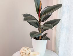 Chroma Abidjan Rubber Plant, Ficus Elastica
Proven Winners
Sycamore, IL