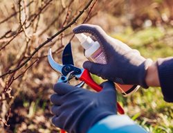 Cleaning Pruners
Shutterstock.com
New York, NY