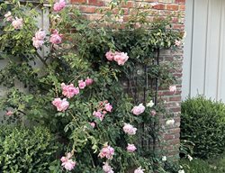 Clematic On Brick Wall
Garden Design
Calimesa, CA