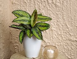 Color Full Beauty Star Calathea, Calathea Ornata
Proven Winners
Sycamore, IL