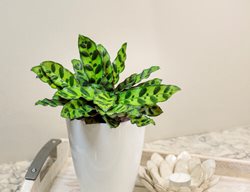 Color Full Insignis Rattlesnake Plant, Calathea Lancifolia
Proven Winners
Sycamore, IL