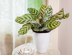 Color Full® Makoyana Calathea, Calathea Makoyana
Proven Winners
Sycamore, IL