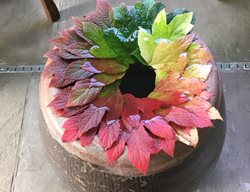 Colored Leaf Display
Garden Design
Calimesa, CA