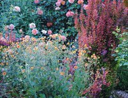 Colorful Garden, Colorful Plants, Plant Combination
Garden Design
Calimesa, CA