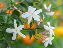 Common Jasmine, Jasminum Officinale
Shutterstock.com
New York, NY