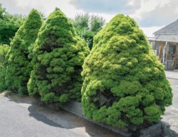 Conica Dwarf Alberta Spruce
Shutterstock.com
New York, NY