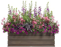 Container With Petunias And Gaura
Proven Winners
Sycamore, IL