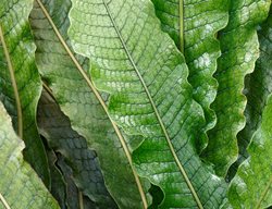 Crocodile Fern, Microsorum Musifolium
Shutterstock.com
New York, NY