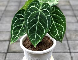 Crystal Anthurium, Anthurium Crystallinum
Shutterstock.com
New York, NY