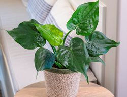 Culcullata Alocasia, Buddha's Palm Elephant Ear
Proven Winners
Sycamore, IL