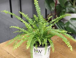 Cute As A Button Button Fern
Proven Winners
Sycamore, IL