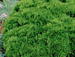 Danica Arborvitae, Thuja Occidentalis
Spring Meadow Nursery
Grand Haven, MI