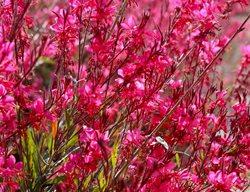 Deep Whiskers Rose Gaura, Gaura Lindheimeri
Shutterstock.com
New York, NY