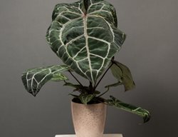 Docblock Michelle Anthurium, Anthurium Hybrid
Proven Winners
Sycamore, IL