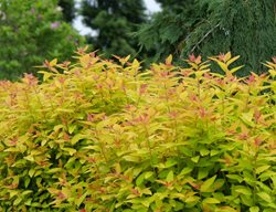 Double Play Candy Corn Spirea, Spirea Japonica
Proven Winners
Sycamore, IL