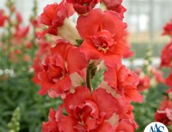 Doubleshot Orange Bicolor Snapdragon
All-America Selections
Downers Grove, IL