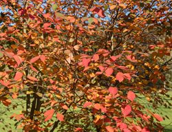 Downy Serviceberry, Amelanchier Arborea
Shutterstock.com
New York, NY