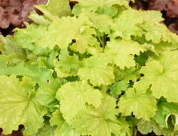 Dressed Up Ball Gown Heuchera, Heuchera Hybrid
Proven Winners
Sycamore, IL