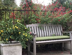 Dwarf Bearss Lime Tree In Container
Garden Design
Calimesa, CA