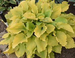 Echo The Sun Hosta, Hosta Hybrid
Proven Winners
Sycamore, IL