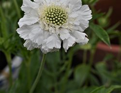 Fama White Scabiosa, White Scabiosa Flower
Shutterstock.com
New York, NY