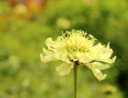 Fata Morgana Scabiosa, Scabiosa Atropurpurea
Shutterstock.com
New York, NY