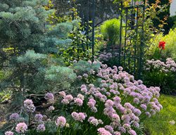 Firandallium
Here She Grows
