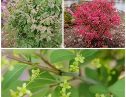 Fire Ball Seedless Burning Bush, Euonymus Alatus
Proven Winners
Sycamore, IL