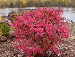 Fire Ball Seedless, Euonymus Alatus
Proven Winners
Sycamore, IL