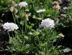 Flutter Pure White Scabiosa, Pincushion Flower
Proven Winners
Sycamore, IL