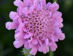 Flutter Rose Pink Scabiosa, Pincushion Flower
Proven Winners
Sycamore, IL