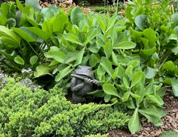 Foliage Planting
Garden Design
Calimesa, CA