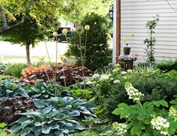 Front Shade Garden
Here She Grows
