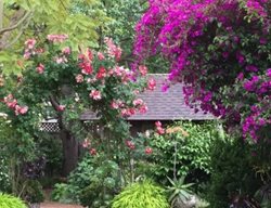 Garden Bougainvillea And Rose
Garden Design
Calimesa, CA