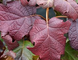 Gatsby Moon Oakleaf Hydrangea Leaves, Fall Color
Proven Winners
Sycamore, IL