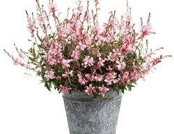 Gaura Pink Picotee
Proven Winners
Sycamore, IL