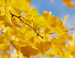 Ginkgo Biloba Leaves, Yellow Leaves
Shutterstock.com
New York, NY