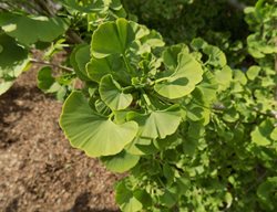 Ginkgo Jade Butterfly
Missouri Botanical Garden
St. Louis, MO