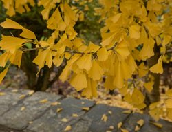 Ginkgo Saratoga, Ginkgo Biloba
Shutterstock.com
New York, NY