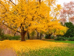 Ginkgo Tree In Fall
Shutterstock.com
New York, NY