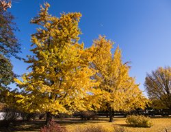 Ginkgo Trees
Shutterstock.com
New York, NY