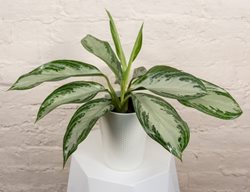 Glitter Glamour Chinese Evergreen, Aglaonema
Proven Winners
Sycamore, IL