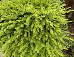 Globosa Nana Dwarf Japanese Cedar, Cryptomeria Japonica
Shutterstock.com
New York, NY