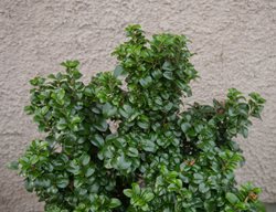 Glossy Privet, Ligustrum Lucidum
Shutterstock.com
New York, NY