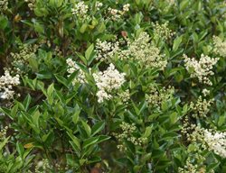 Glossy Privet, Ligustrum Lucidum
Shutterstock.com
New York, NY