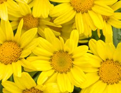 Golden Butterfly Marguerite Daisy, Argyranthemum Frutescens
Proven Winners
Sycamore, IL