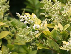 Golden Ticket Privet Flower
Proven Winners
Sycamore, IL