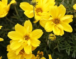 Goldilocks Rocks Bidens, Bidens Ferulifolia
Proven Winners
Sycamore, IL