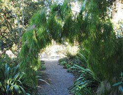 Gravel Garden Path
Garden Design
Calimesa, CA