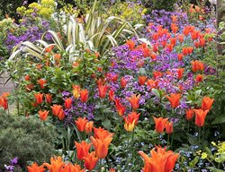 Great Dixter Tulips
Garden Design
Calimesa, CA